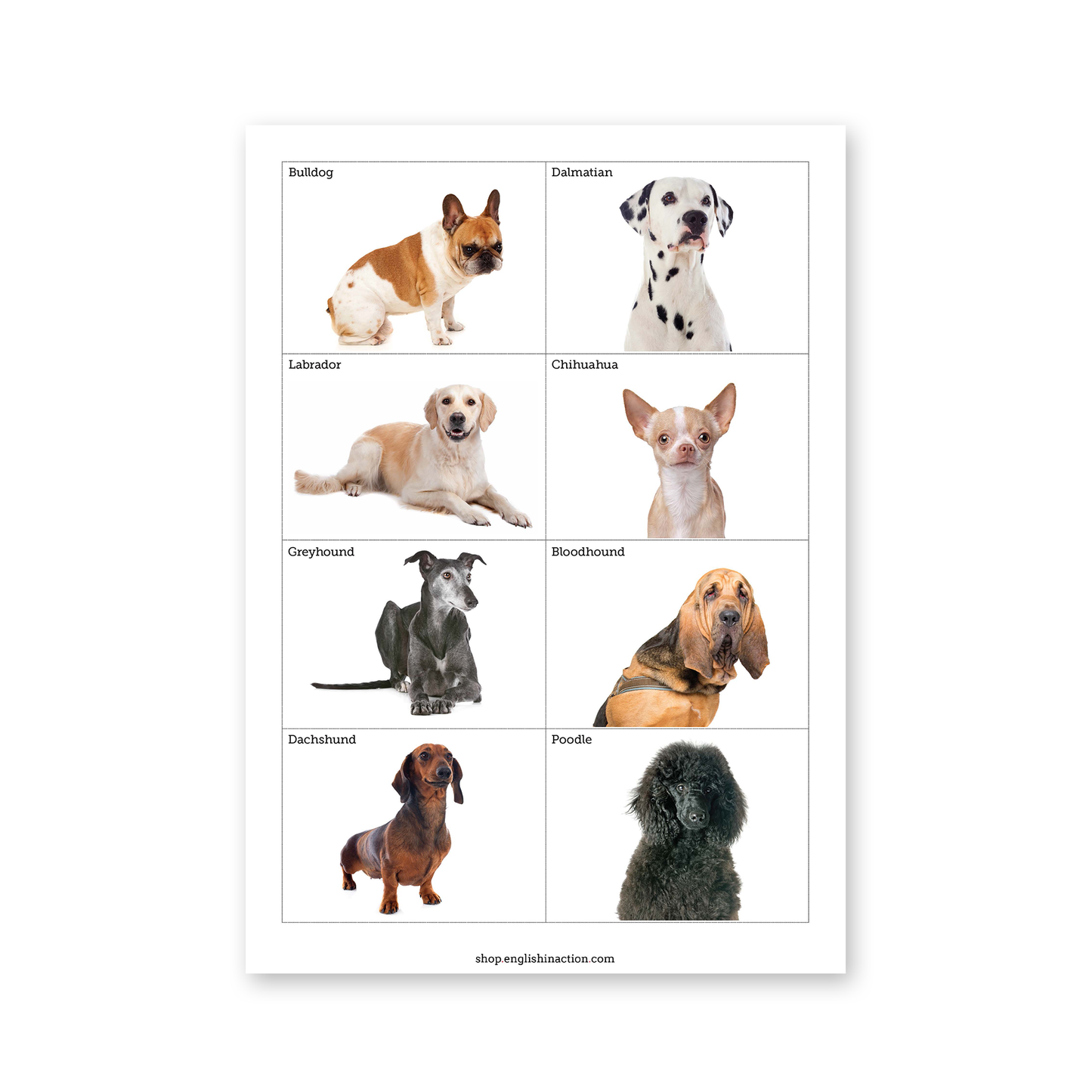 Man’s Best Friend Quiz | EFL Resource - TEFL-Toolkit.com